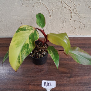 #R112 Philodendron Strawberry Shake