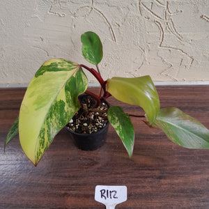 #R112 Philodendron Strawberry Shake