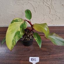 Load image into Gallery viewer, #R112 Philodendron Strawberry Shake