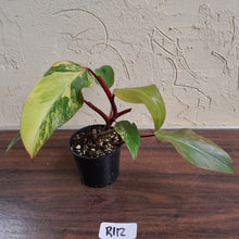 Load image into Gallery viewer, #R112 Philodendron Strawberry Shake