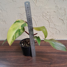 Load image into Gallery viewer, #R112 Philodendron Strawberry Shake