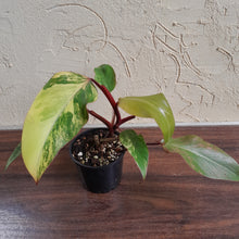 Load image into Gallery viewer, #R112 Philodendron Strawberry Shake