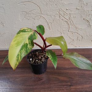#R112 Philodendron Strawberry Shake