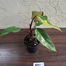 Load image into Gallery viewer, #R112 Philodendron Strawberry Shake