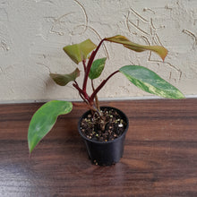 Load image into Gallery viewer, #R112 Philodendron Strawberry Shake