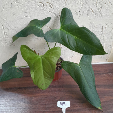#M9 Anthurium Truncicola x Forgetii