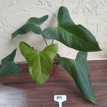 Load image into Gallery viewer, #M9 Anthurium Truncicola x Forgetii