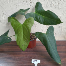 Load image into Gallery viewer, #M9 Anthurium Truncicola x Forgetii