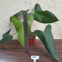 Load image into Gallery viewer, #M9 Anthurium Truncicola x Forgetii