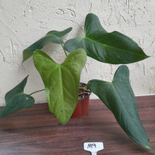 Load image into Gallery viewer, #M9 Anthurium Truncicola x Forgetii