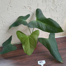 Load image into Gallery viewer, #M9 Anthurium Truncicola x Forgetii
