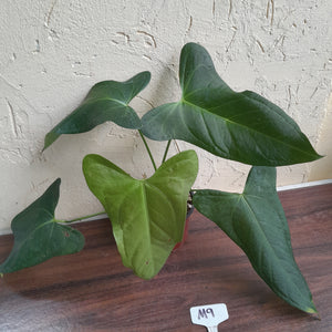 #M9 Anthurium Truncicola x Forgetii