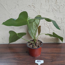 Load image into Gallery viewer, #M9 Anthurium Truncicola x Forgetii