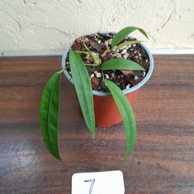 #7 Anthurium Kubicki