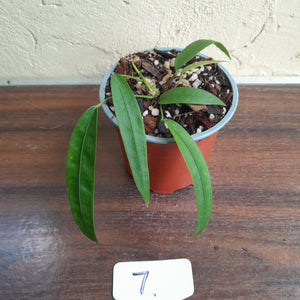 #7 Anthurium Kubicki