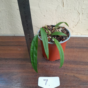 #7 Anthurium Kubicki