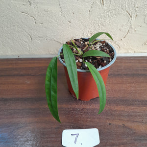 #7 Anthurium Kubicki