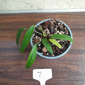 #7 Anthurium Kubicki