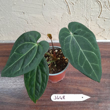 Load image into Gallery viewer, #J448 Anthurium Black Sensation x Crystallinum