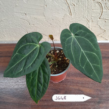 Load image into Gallery viewer, #J448 Anthurium Black Sensation x Crystallinum