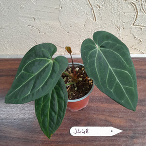 #J448 Anthurium Black Sensation x Crystallinum