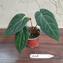 Load image into Gallery viewer, #J448 Anthurium Black Sensation x Crystallinum