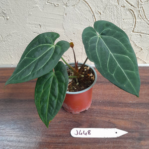 #J448 Anthurium Black Sensation x Crystallinum