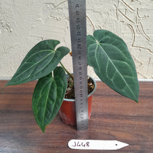 Load image into Gallery viewer, #J448 Anthurium Black Sensation x Crystallinum
