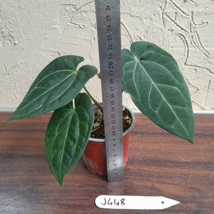 #J448 Anthurium Black Sensation x Crystallinum