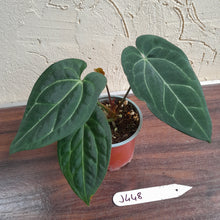 Load image into Gallery viewer, #J448 Anthurium Black Sensation x Crystallinum