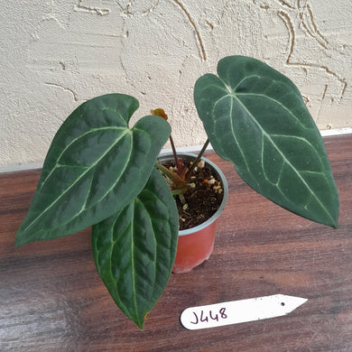 #J448 Anthurium Black Sensation x Crystallinum