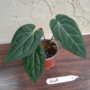 #J448 Anthurium Black Sensation x Crystallinum