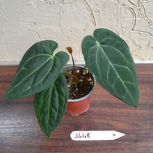 Load image into Gallery viewer, #J448 Anthurium Black Sensation x Crystallinum