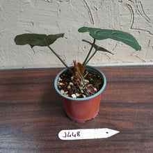 Load image into Gallery viewer, #J448 Anthurium Black Sensation x Crystallinum