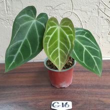Load image into Gallery viewer, #G16 Anthurium Crystallinum x