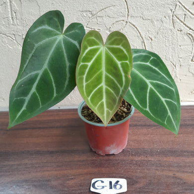 #G16 Anthurium Crystallinum x