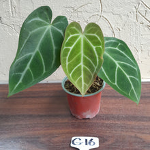 Load image into Gallery viewer, #G16 Anthurium Crystallinum x