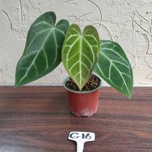 Load image into Gallery viewer, #G16 Anthurium Crystallinum x