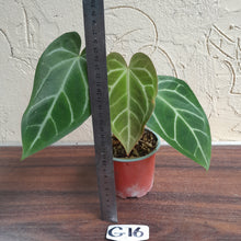 Load image into Gallery viewer, #G16 Anthurium Crystallinum x
