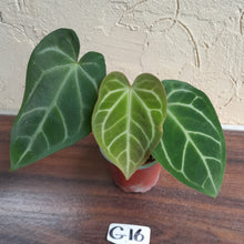 Load image into Gallery viewer, #G16 Anthurium Crystallinum x
