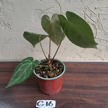 Load image into Gallery viewer, #G16 Anthurium Crystallinum x