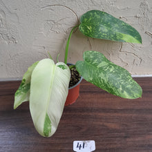 Load image into Gallery viewer, #41 Philodendron Jose Buono