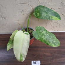 Load image into Gallery viewer, #41 Philodendron Jose Buono