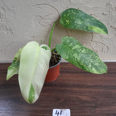 #41 Philodendron Jose Buono