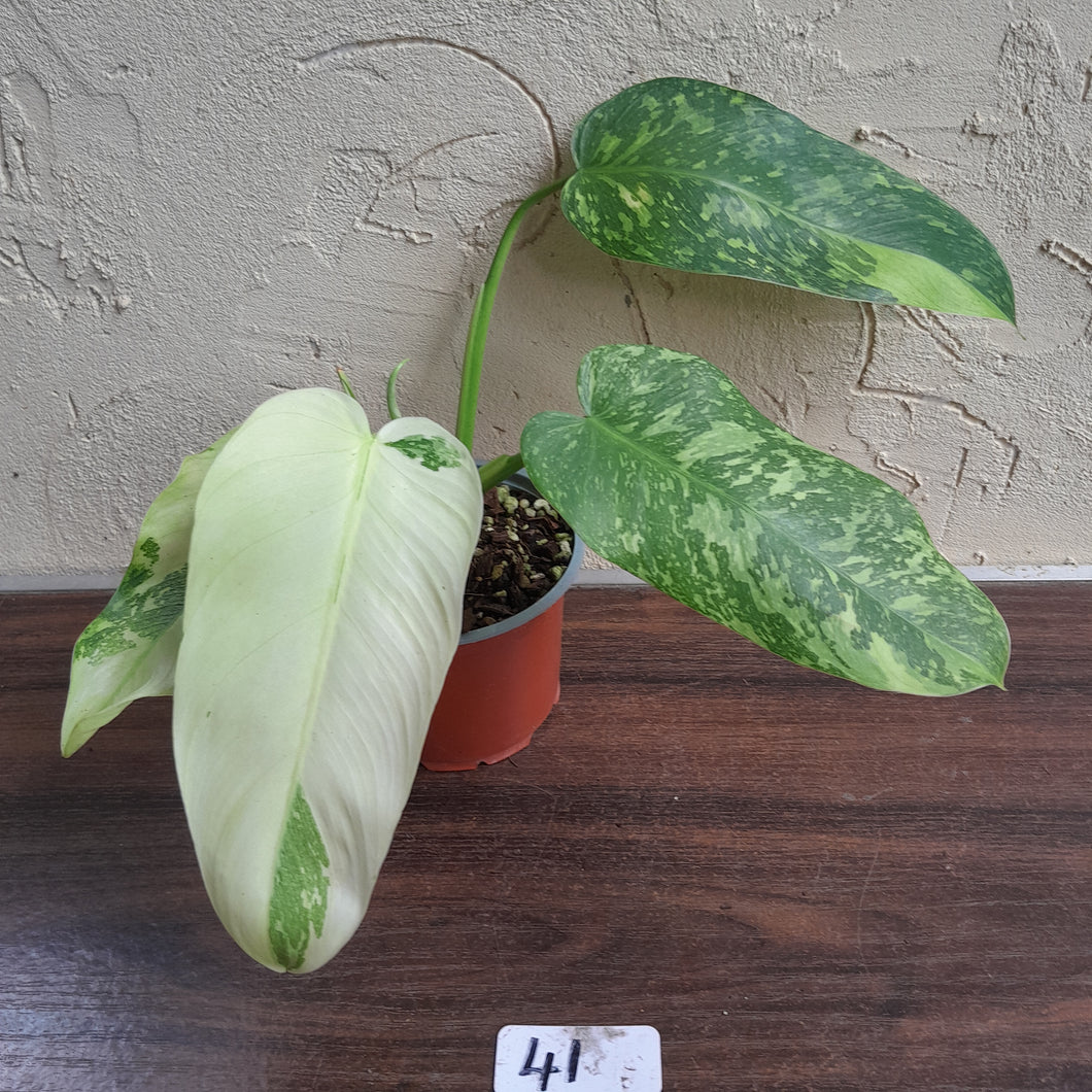 #41 Philodendron Jose Buono