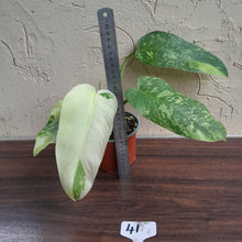 Load image into Gallery viewer, #41 Philodendron Jose Buono