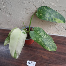 Load image into Gallery viewer, #41 Philodendron Jose Buono