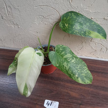 Load image into Gallery viewer, #41 Philodendron Jose Buono