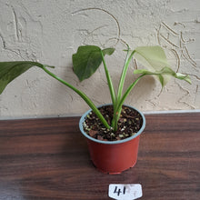 Load image into Gallery viewer, #41 Philodendron Jose Buono