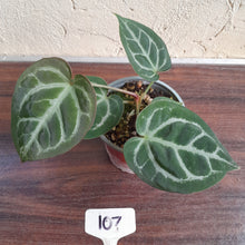 Load image into Gallery viewer, #107 Anthurium Hilders Crystallinum
